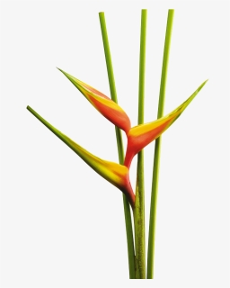 Flores Tropicalea Png, Transparent Png, Free Download