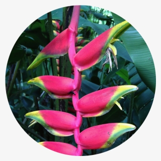 Acupuncture & Om - Heliconia, HD Png Download, Free Download
