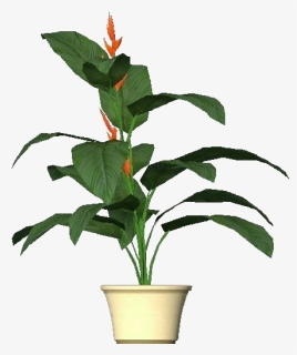 3d Flowers - Heliconia - Acca Software - House Plant 3d Png, Transparent Png, Free Download