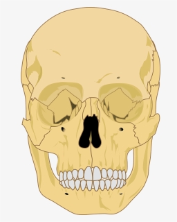Blank Human Skull Diagram, HD Png Download, Free Download