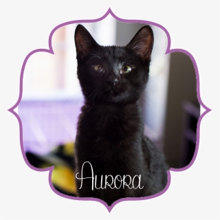 Aurorafront - Black Cat, HD Png Download, Free Download