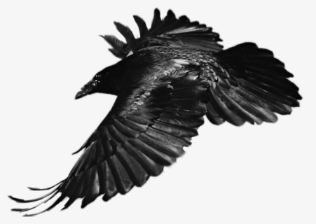 Transparent White Eagle Png - Flying Raven, Png Download, Free Download