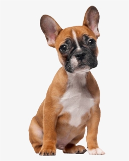 French Bulldog Png Clipart - French Bulldog Transparent Background, Png Download, Free Download