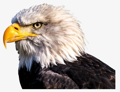 Bald Eagle Heads, HD Png Download, Free Download