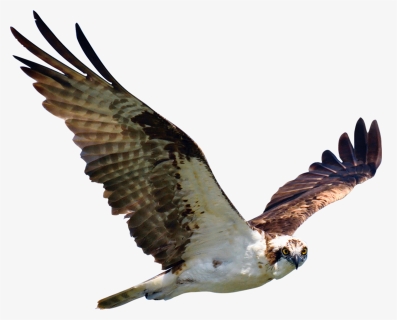 Osprey, HD Png Download, Free Download