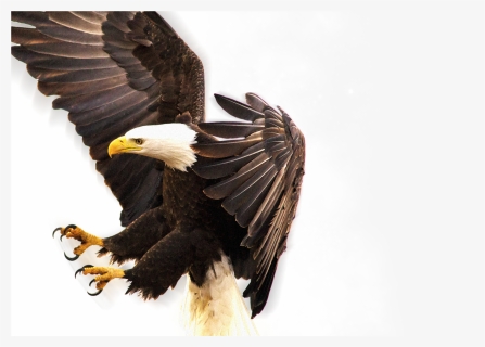 Eagle Png Full Hd , Png Download - Burung Hantu Dan Elang, Transparent Png, Free Download