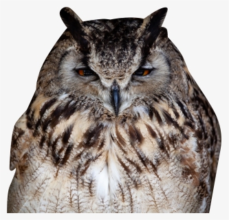 Owl-closeup - Owl With Transparent Background Png, Png Download, Free Download