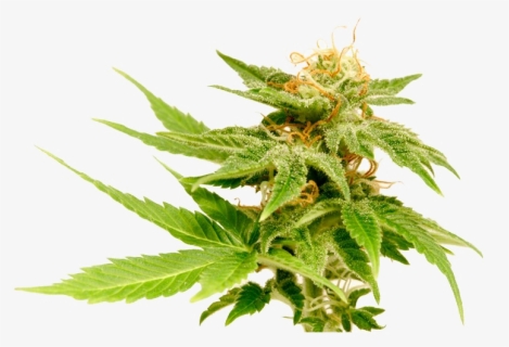 Cannabis Png Download Image, Transparent Png, Free Download