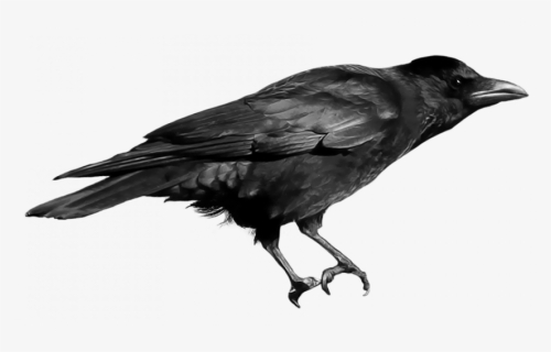 Birds Png, Transparent Png, Free Download