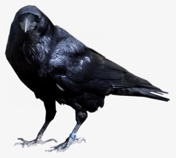 Birds Png, Transparent Png, Free Download