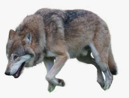Gray Wolf Png By Pngimagesfee, Transparent Png, Free Download