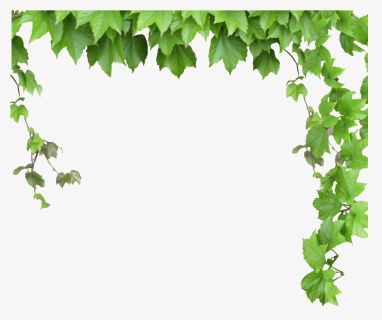 Leaves And Vines Png , Png Download, Transparent Png, Free Download