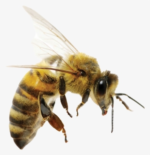 Bee Queen Png Flying Photo, Transparent Png, Free Download