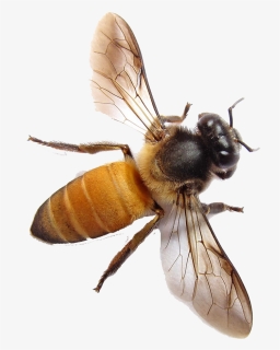 Bee Png Free Download, Transparent Png, Free Download