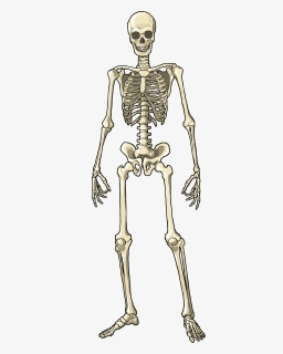 Transparent Human Skeleton Png, Png Download, Free Download