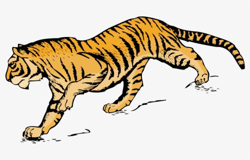 Tiger Clipart Illustration In Color, HD Png Download, Free Download