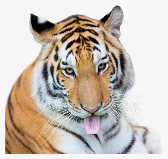 Siberian Tiger , Png Download, Transparent Png, Free Download