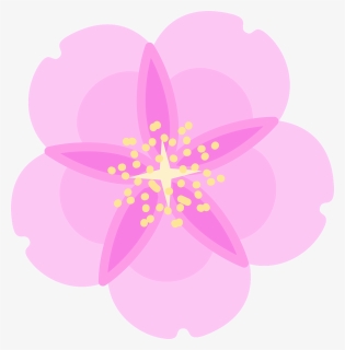 Cherry Blossom Png, Transparent Png, Free Download