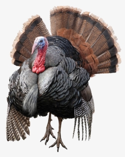 Wild Turkey Png Free Download, Transparent Png, Free Download
