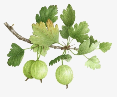 Clip Freeuse Stock Gooseberry Watercolor Painting Illustration, HD Png Download, Free Download