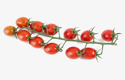 Vine Png, Transparent Png, Free Download