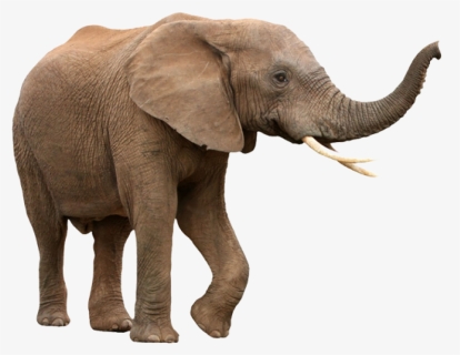 Walking Elephant Png Image, Transparent Png, Free Download