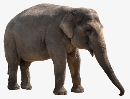 Free Png Elephant Png Images Transparent, Png Download, Free Download