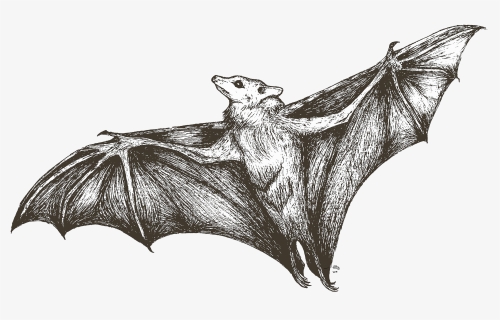 She"s All Bat, HD Png Download, Free Download