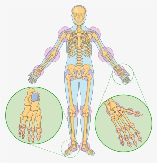 Joints 1 Smart Servier, HD Png Download, Free Download