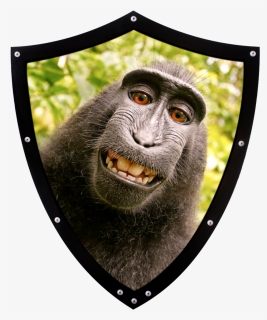 David Slater Monkey , Png Download, Transparent Png, Free Download