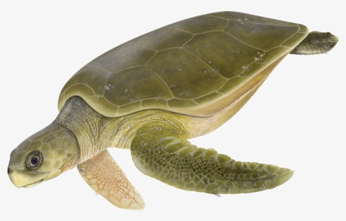 Flatback Sea Turtle Png , Png Download, Transparent Png, Free Download