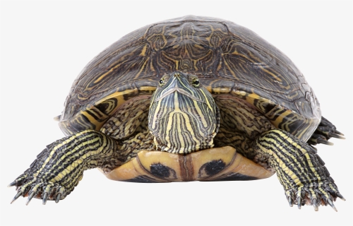 Download For Free Turtle Png Icon, Transparent Png, Free Download