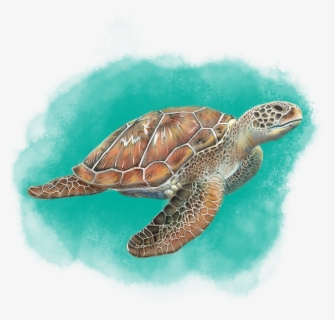 Sea Turtle , Png Download, Transparent Png, Free Download