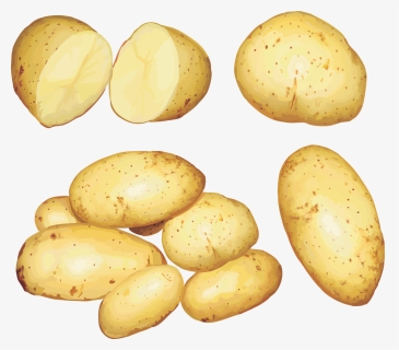Potato Png Image, Transparent Png, Free Download