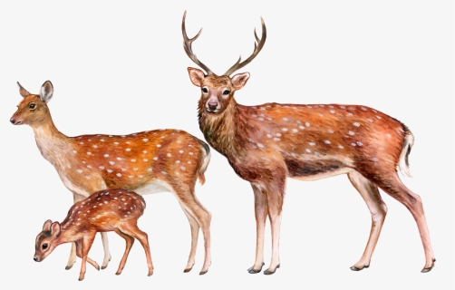 Transparent Deer Png, Png Download, Free Download