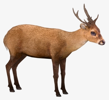 Deer Png, Transparent Png, Free Download