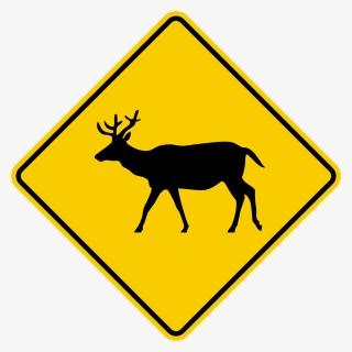 Deer Png, Transparent Png, Free Download