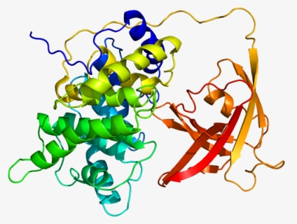 Protein Gif Pdb 2ckt, HD Png Download, Free Download