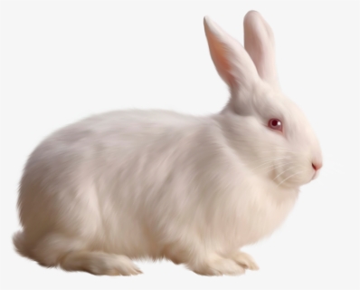 Transparent White Bunny Rabbit Png, Png Download, Free Download