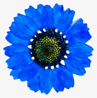 Blue Daisy Png , Png Download, Transparent Png, Free Download
