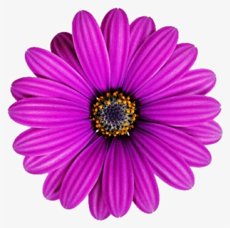 Lilac Purple African Daisy, HD Png Download, Free Download