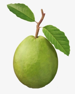 Guava Punch Clip Art Fruit, HD Png Download, Free Download