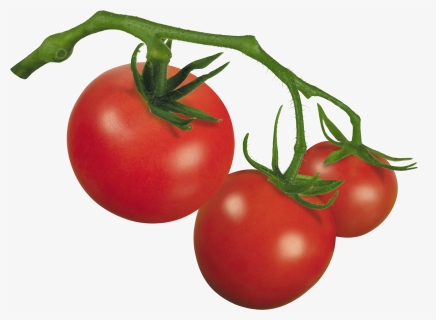 Clipart Of Tomato, Tomato The And Tomato Of, HD Png Download, Free Download