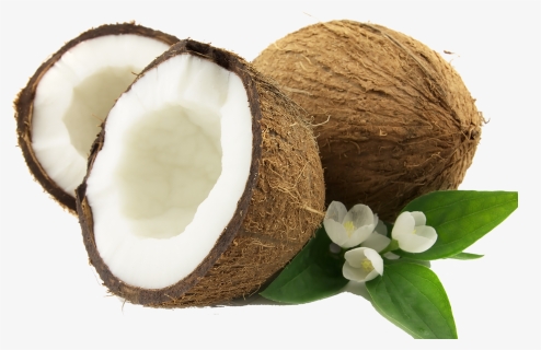 Coconut Png , Png Download, Transparent Png, Free Download