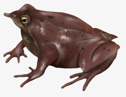 Frog Png, Transparent Png, Free Download