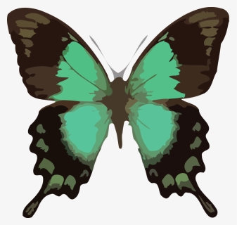 Butterfly Png Clipart Download Png, Transparent Png, Free Download