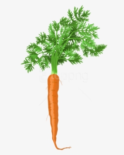 Carrot Png Png, Transparent Png, Free Download
