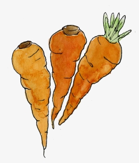 Carrots, HD Png Download, Free Download