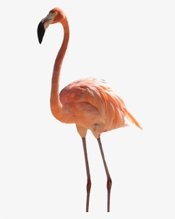 Flamingo Png, Transparent Png, Free Download