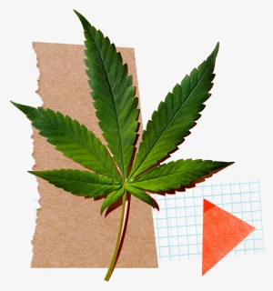 Marijuana Leaf Png, Transparent Png, Free Download